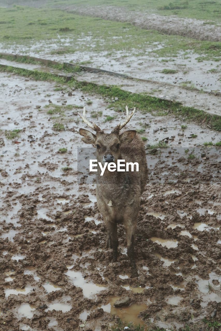 PORTRAIT OF DEER STANDING ON FIELD BY WATER