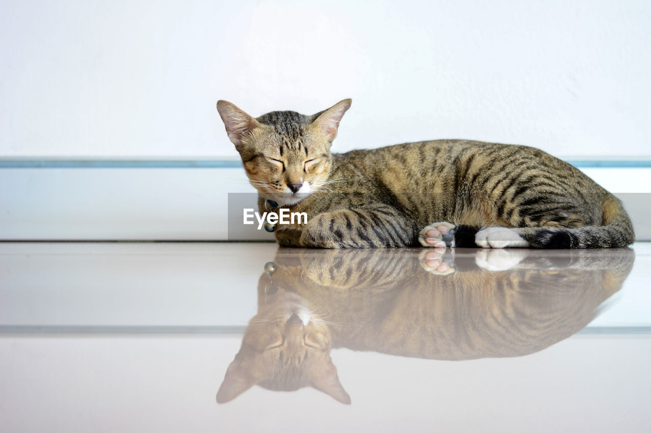Portrait of cat resting on table