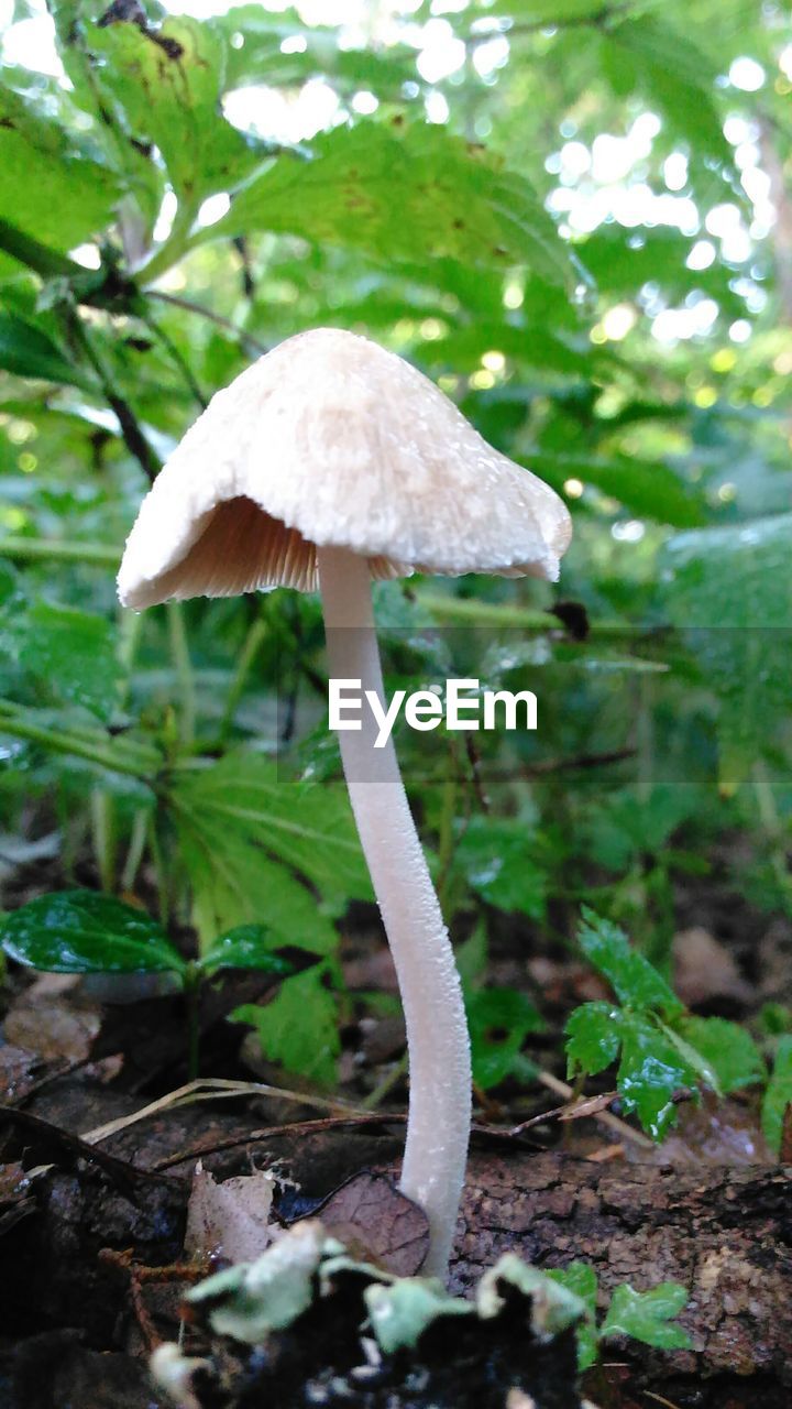 Close-up of mushroom growing on tree in forest