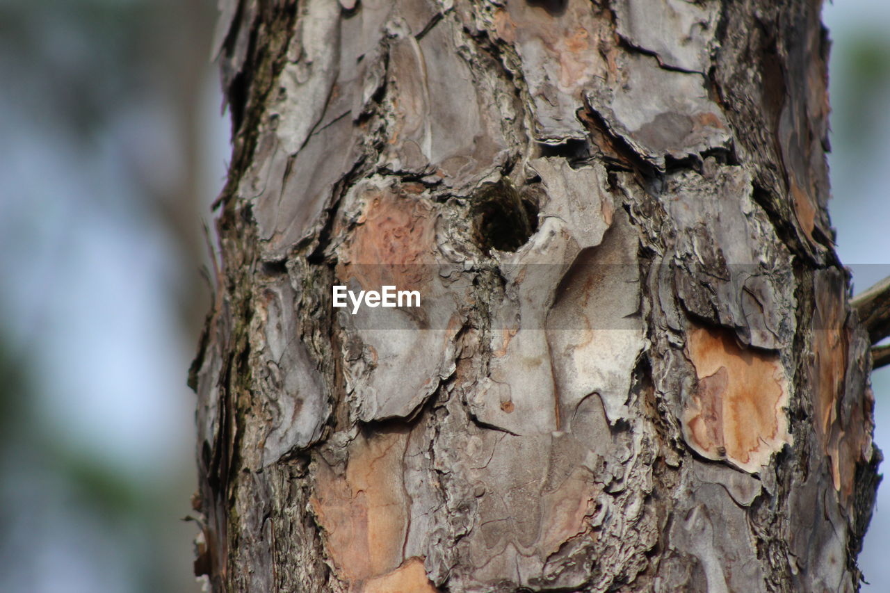 CLOSE-UP OF TREE BARK