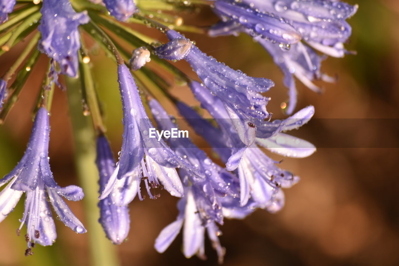 CLOSE-UP OF WET FLOWERS