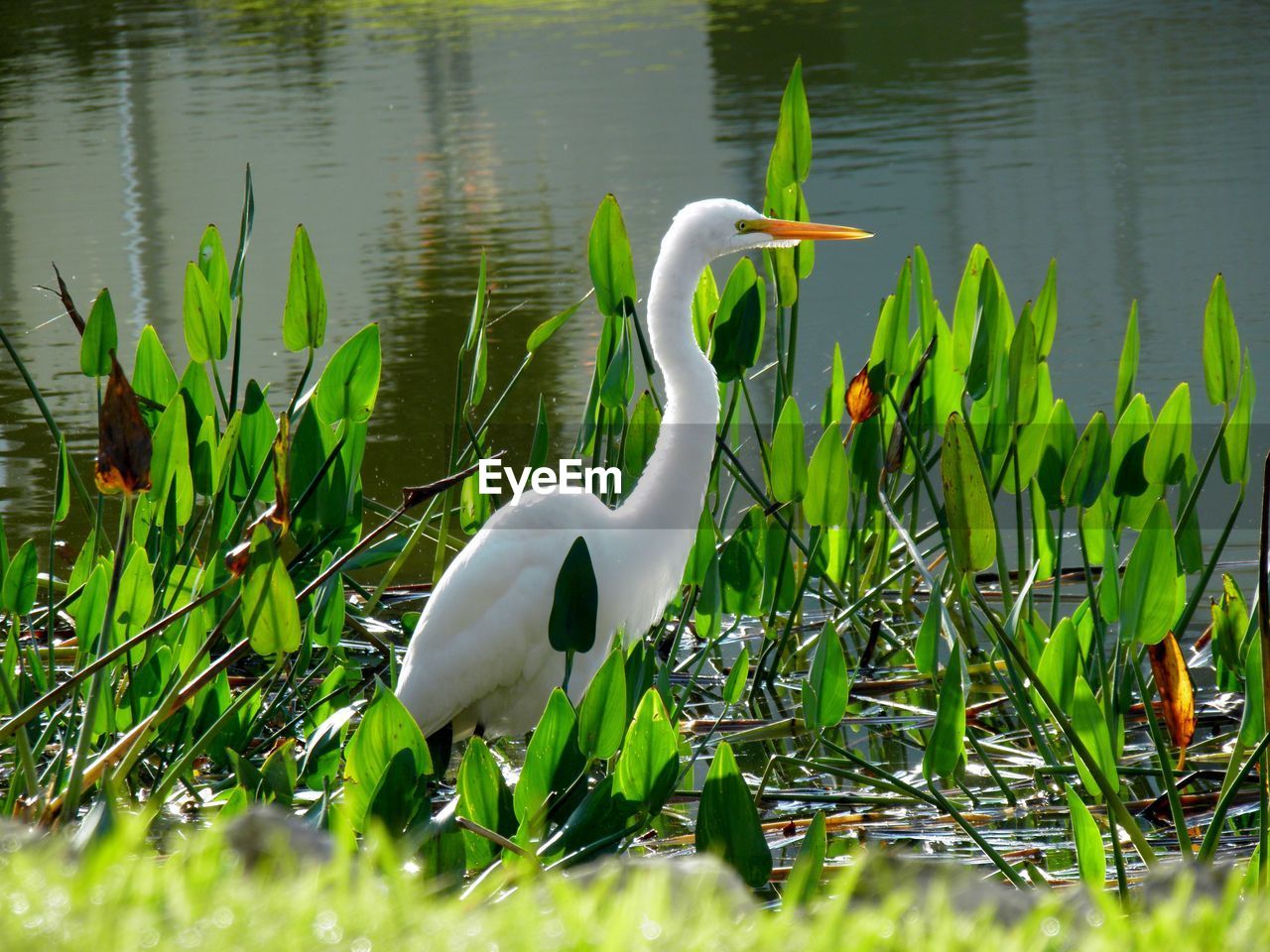 WHITE SWANS ON GRASS BY LAKE