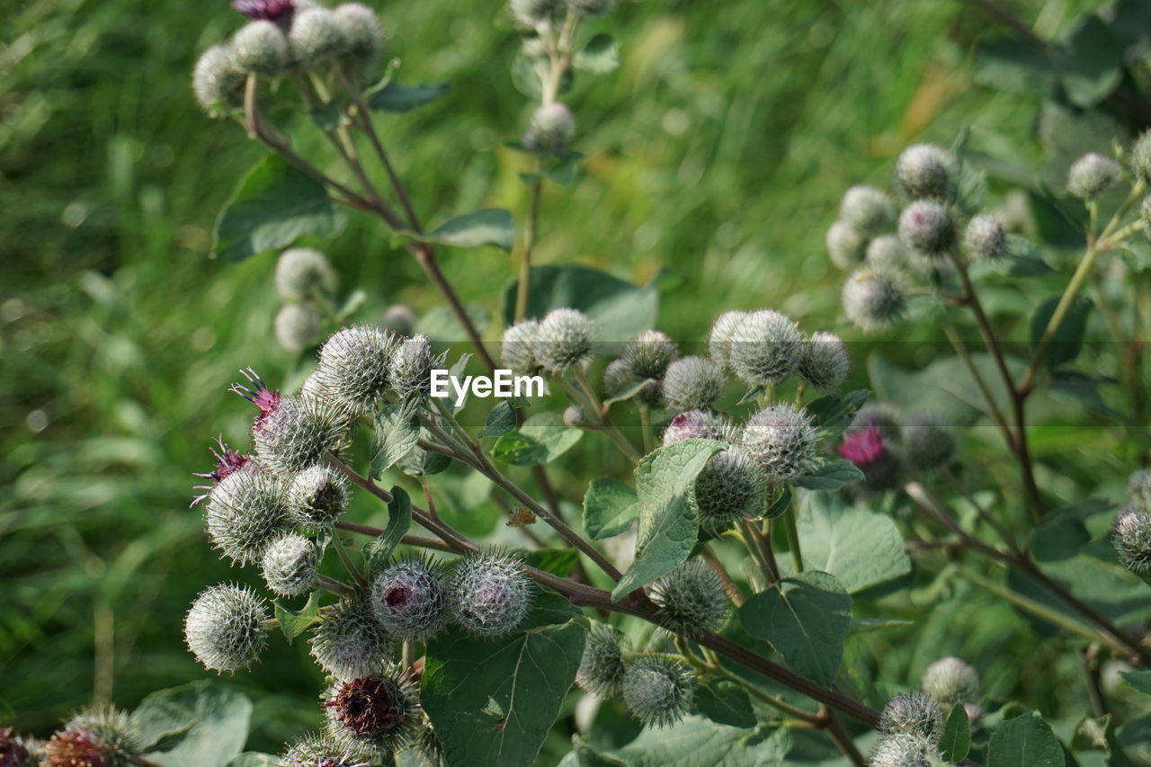 CLOSE-UP OF PLANTS