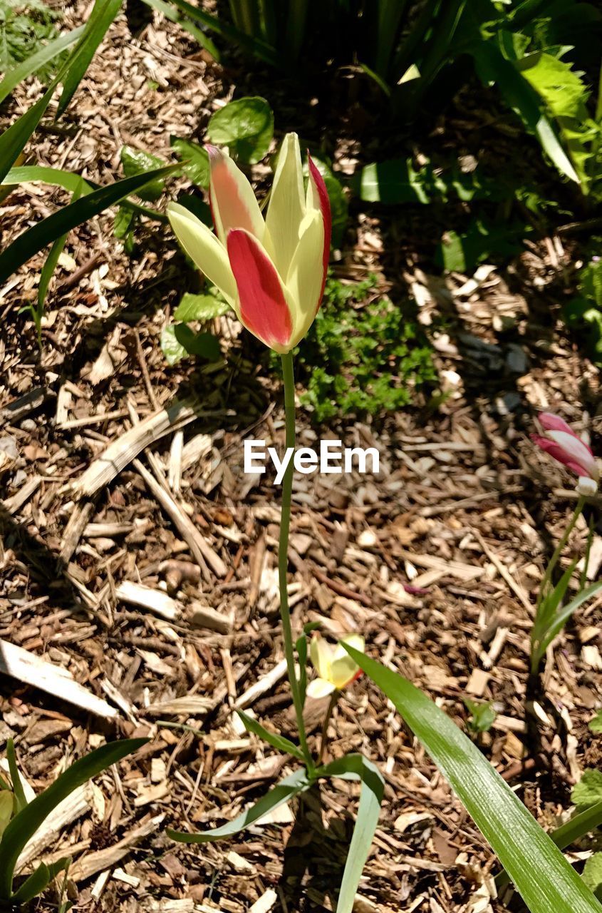 CLOSE-UP OF CROCUS FLOWERS GROWING ON FIELD