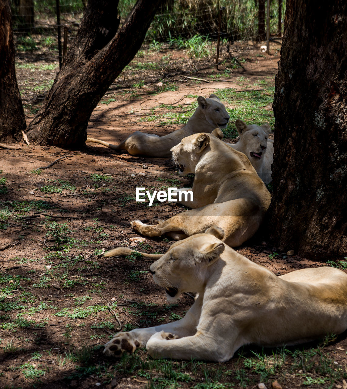 High angle view of lions relaxing on field