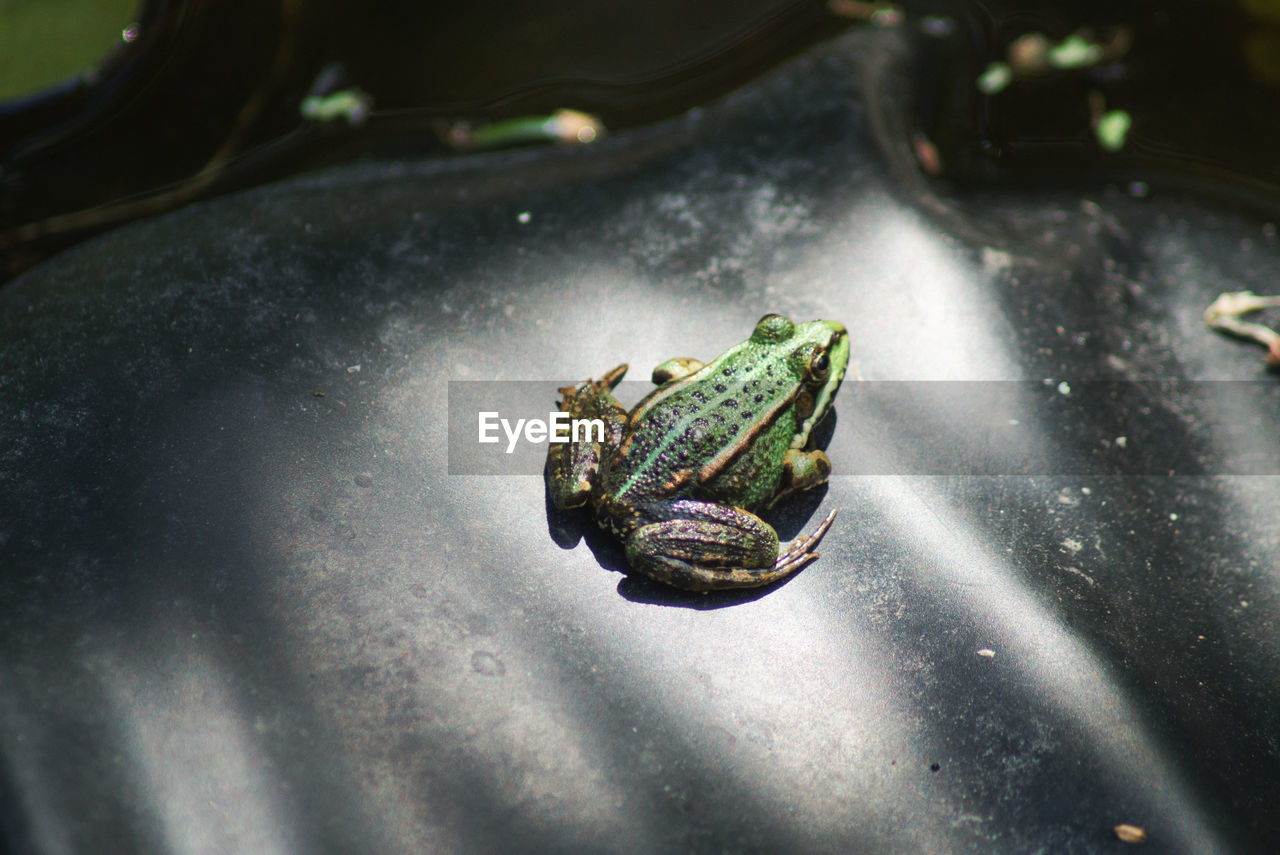 High angle view of frog on plastic