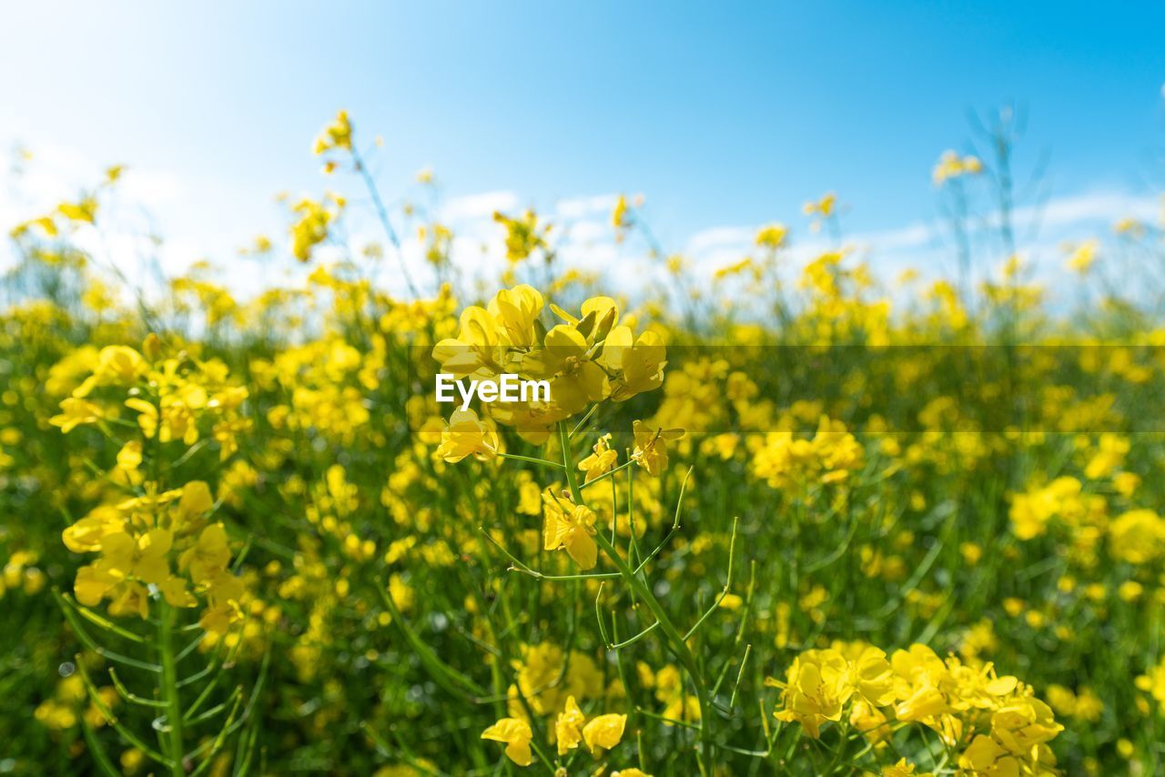 CLOSE-UP OF FRESH YELLOW FLOWER FIELD