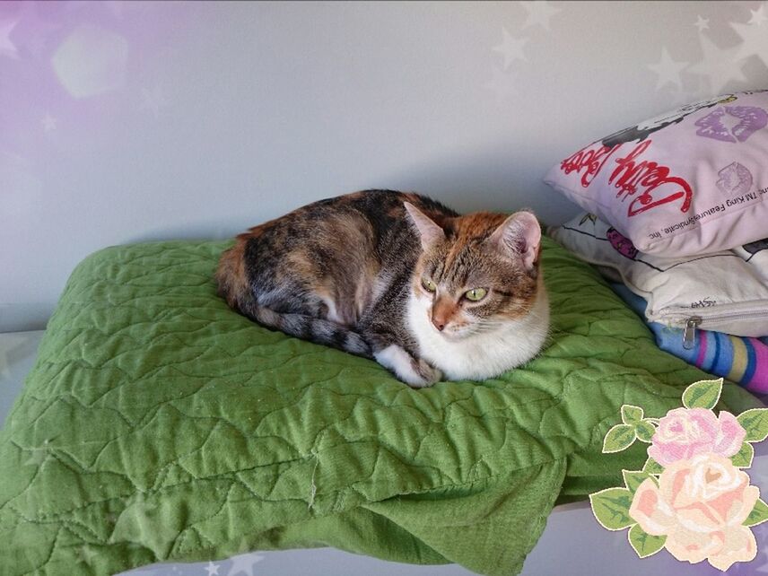 PORTRAIT OF CAT RESTING ON TILED FLOOR