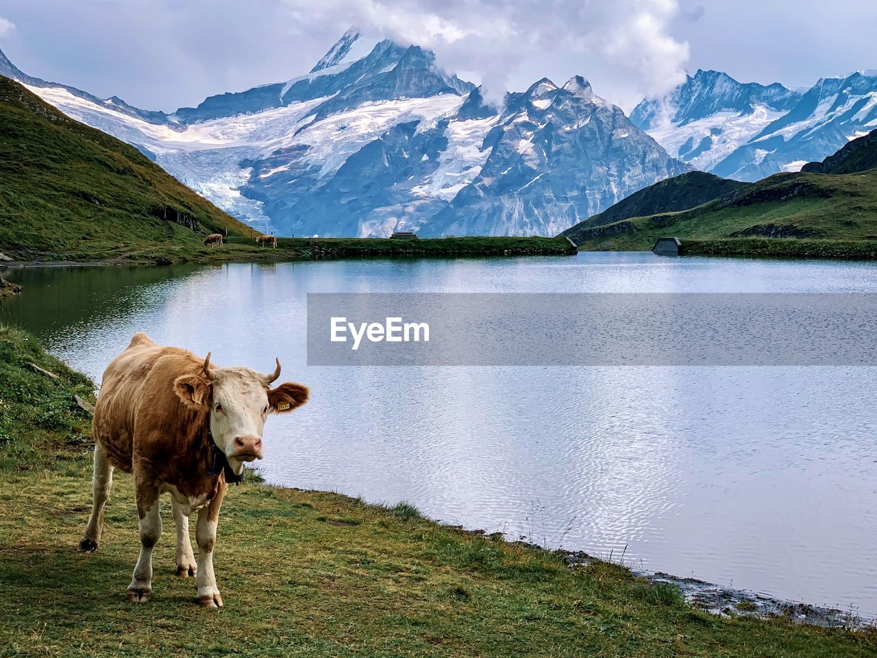 Cow standing in a lake