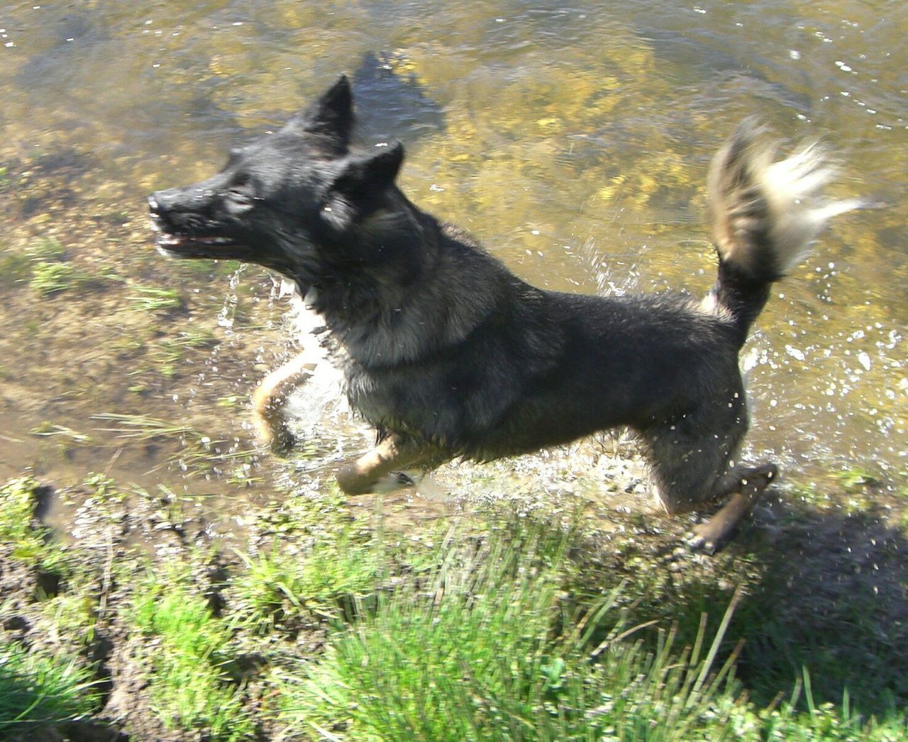 VIEW OF DOG ON FIELD