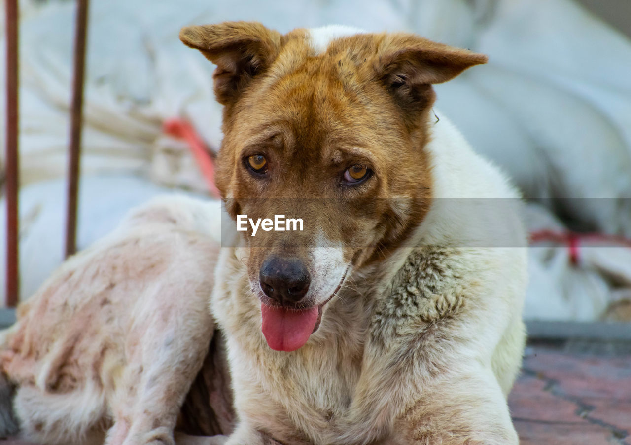 CLOSE-UP PORTRAIT OF DOG RELAXING ON FLOOR