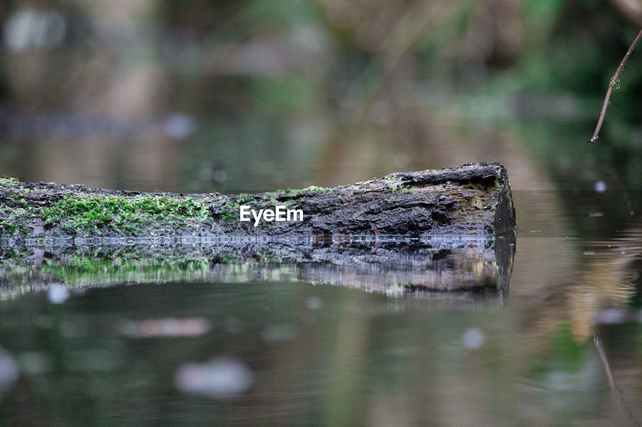 Close-up of wet wood on lake