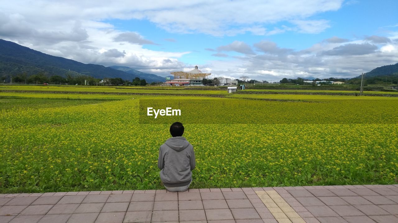 Rear view of man sitting on flower field against blue sky