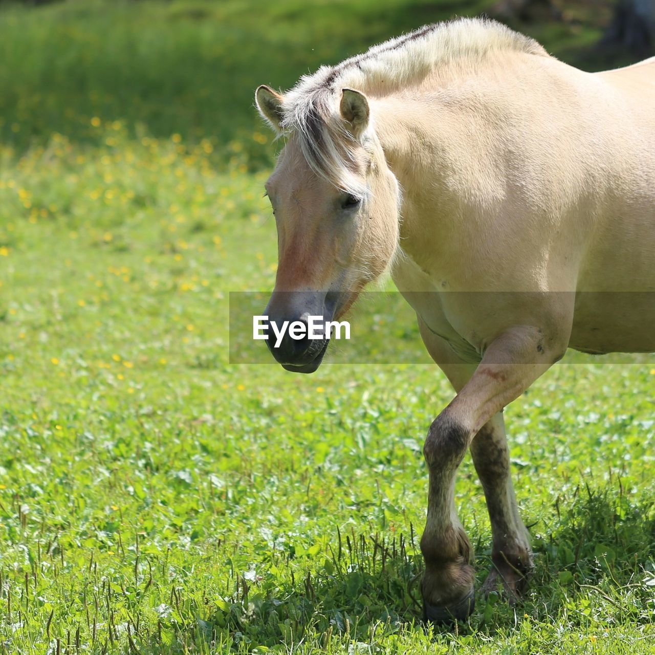 Horse in meadow