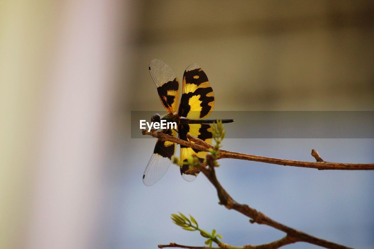 Close-up of dragon fly with different color on small branch