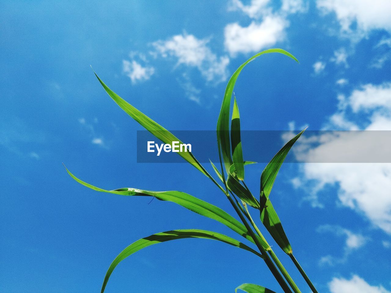 Low angle view of plant against blue sky