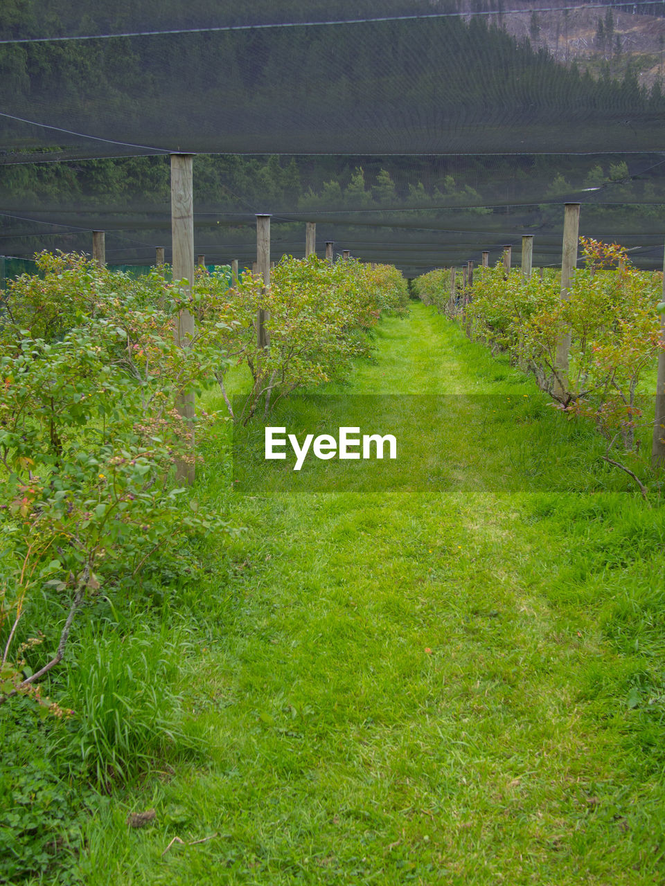 PLANTS GROWING ON FIELD BY TREE