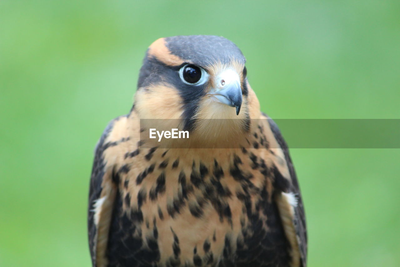 Close-up of kestrel