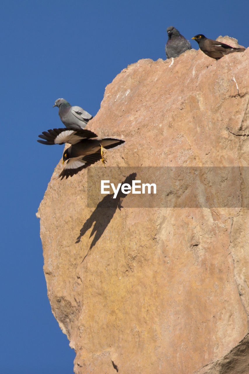 LOW ANGLE VIEW OF BIRD PERCHING ON ROCK AGAINST CLEAR SKY