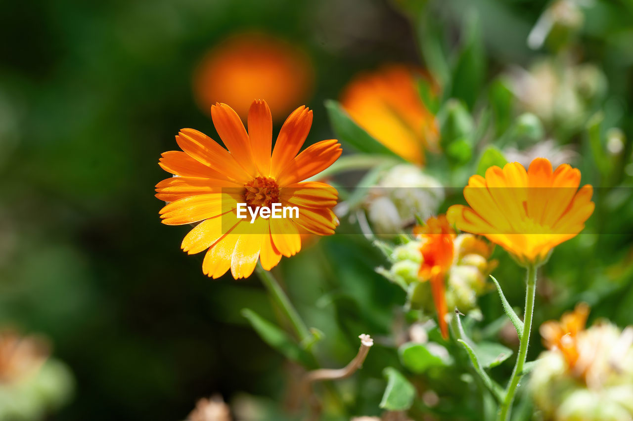 flower, flowering plant, plant, freshness, beauty in nature, nature, yellow, flower head, close-up, summer, multi colored, growth, petal, macro photography, landscape, wildflower, sunlight, orange color, fragility, field, no people, environment, inflorescence, outdoors, rural scene, botany, land, sky, food, selective focus, meadow, grass, focus on foreground, green, vibrant color, plain, animal wildlife, garden, plant part, calendula, medicine, ornamental garden, non-urban scene, springtime, travel destinations, food and drink, blossom, day, outdoor pursuit, leaf, travel, flowerbed, tranquility, agriculture, sun