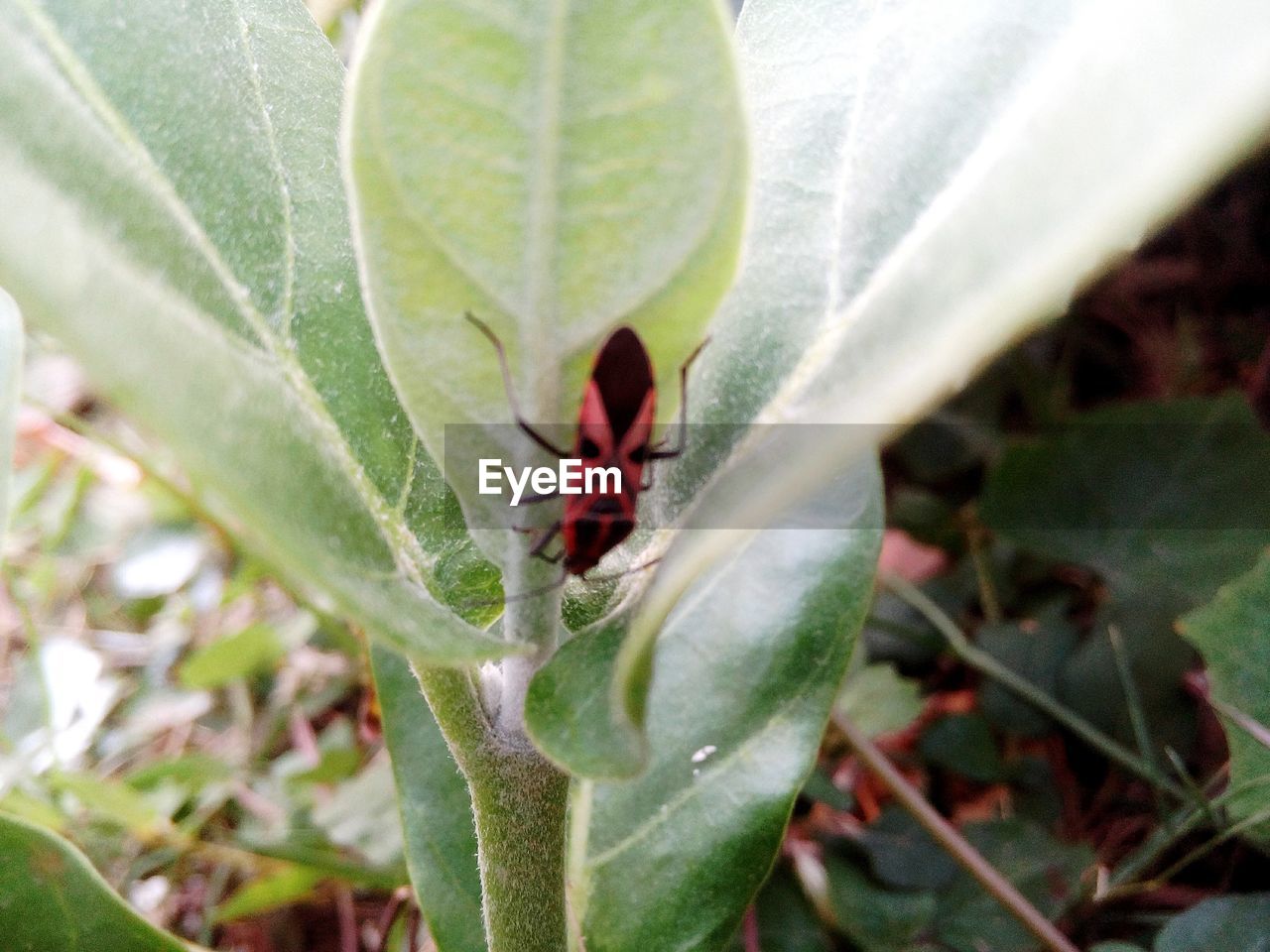 CLOSE-UP OF PLANT