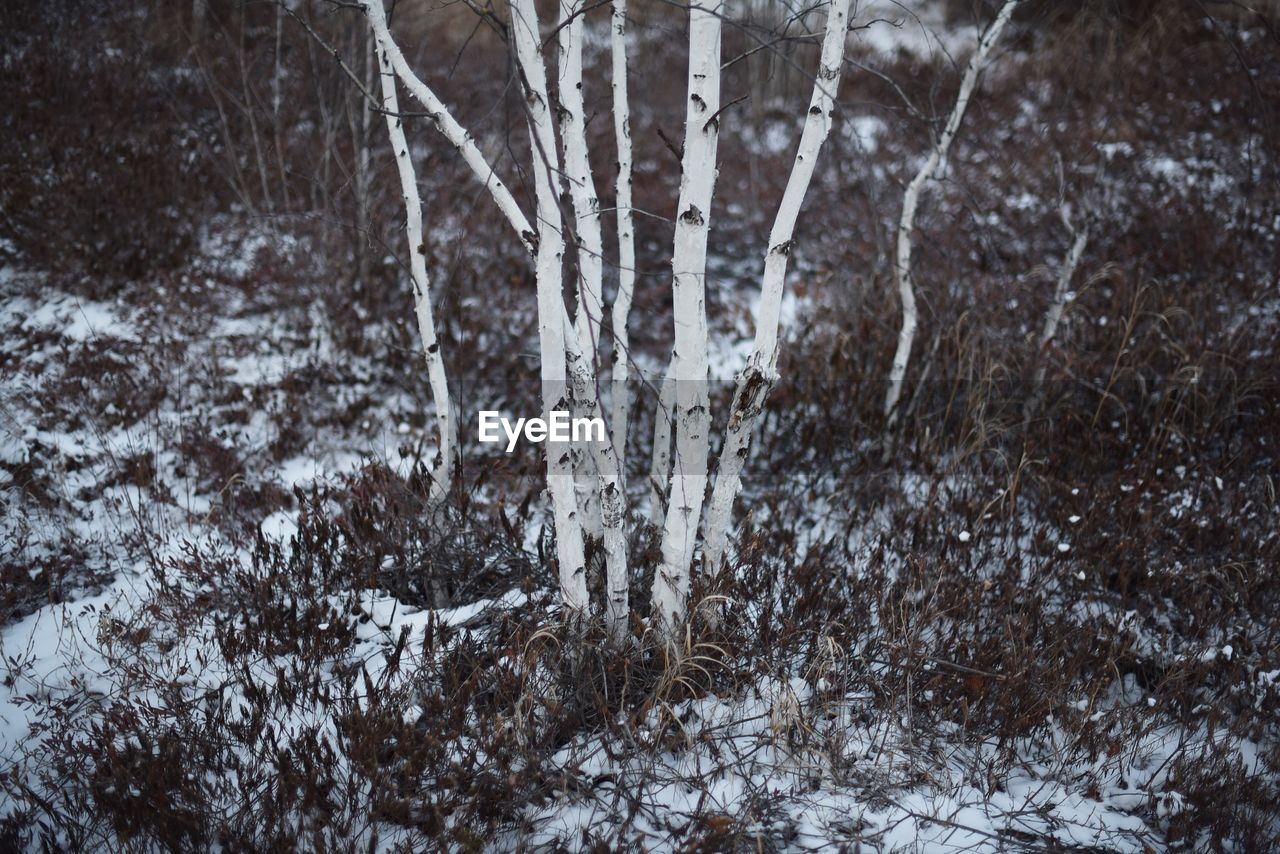 CLOSE-UP OF SNOW ON TREE TRUNK IN FOREST