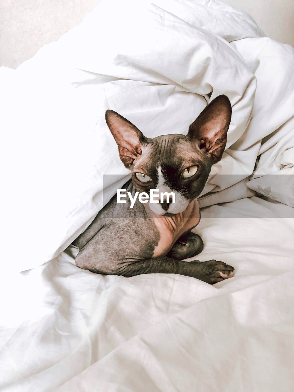 Sphynx cat on bed at home