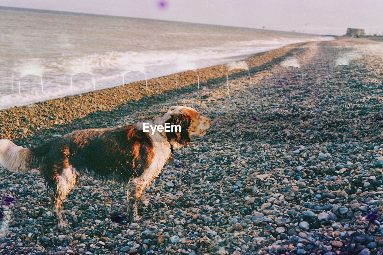 View of dog on beach