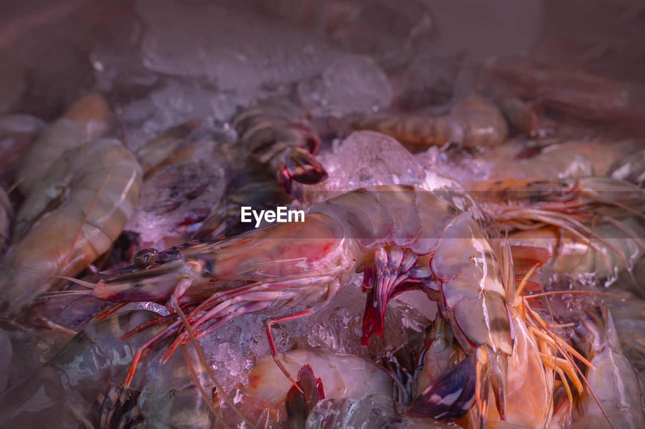 FULL FRAME SHOT OF FISH IN ICE FOR SALE