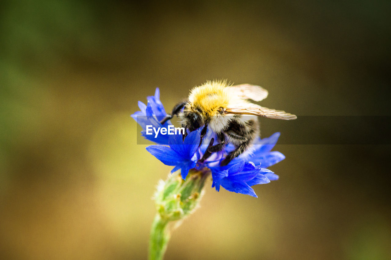 Close-up of bee pollinating on flower