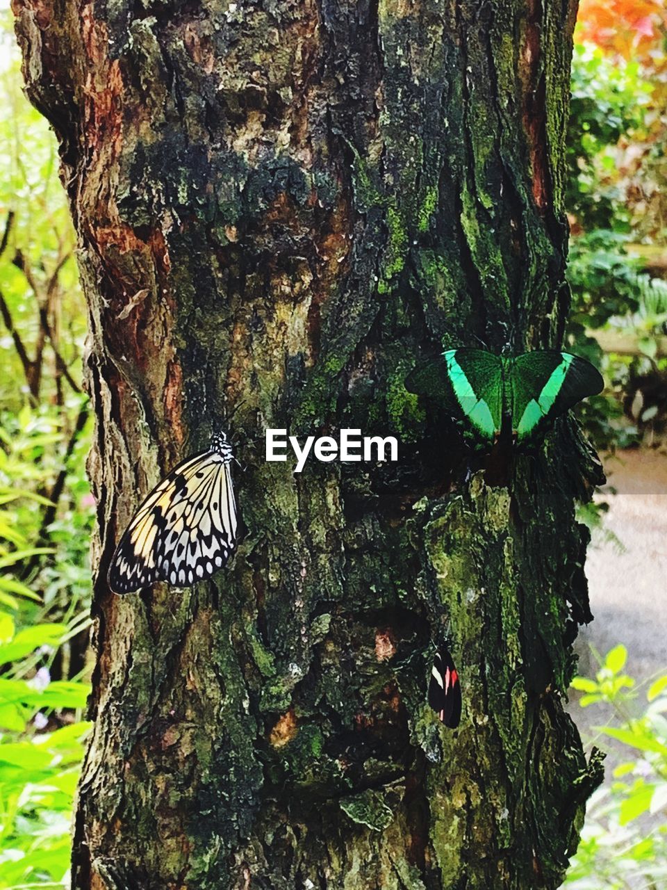 CLOSE-UP OF BUTTERFLY ON TREE