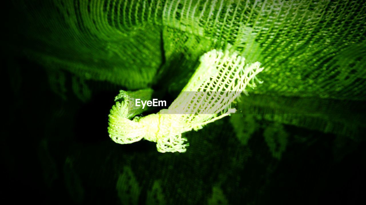 CLOSE-UP OF PLANT AGAINST WHITE BACKGROUND