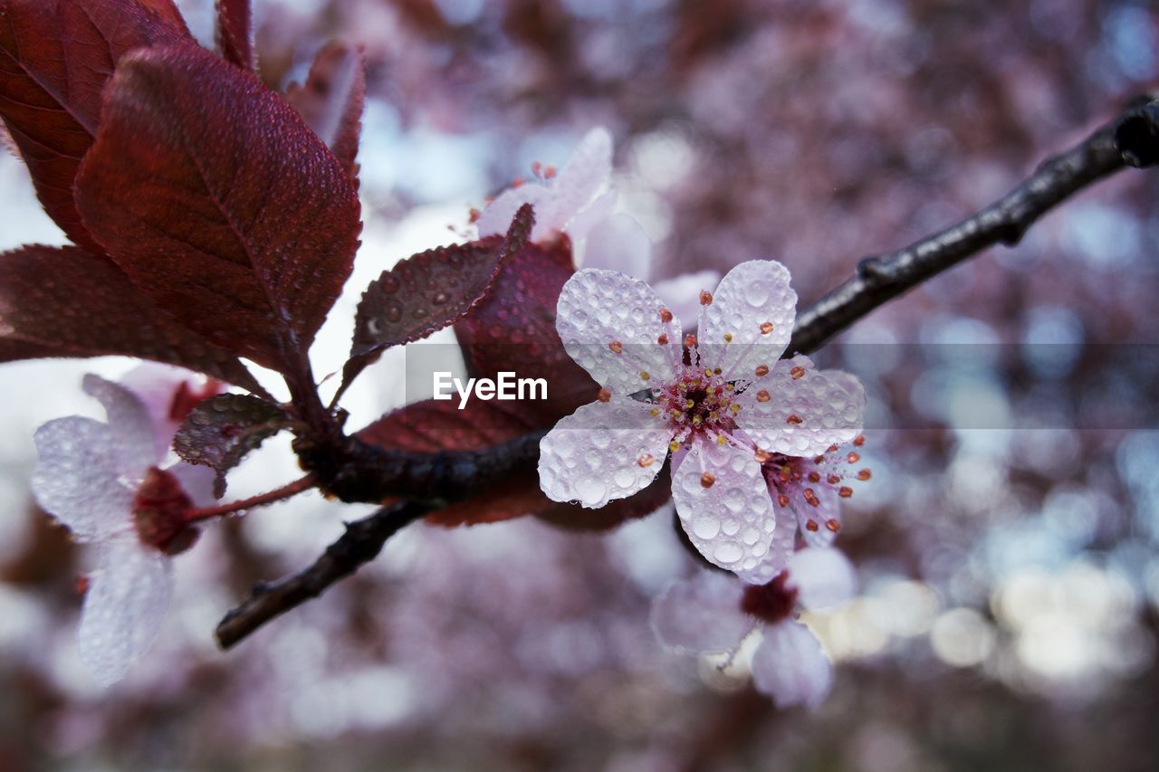 CLOSE-UP OF PINK CHERRY BLOSSOM