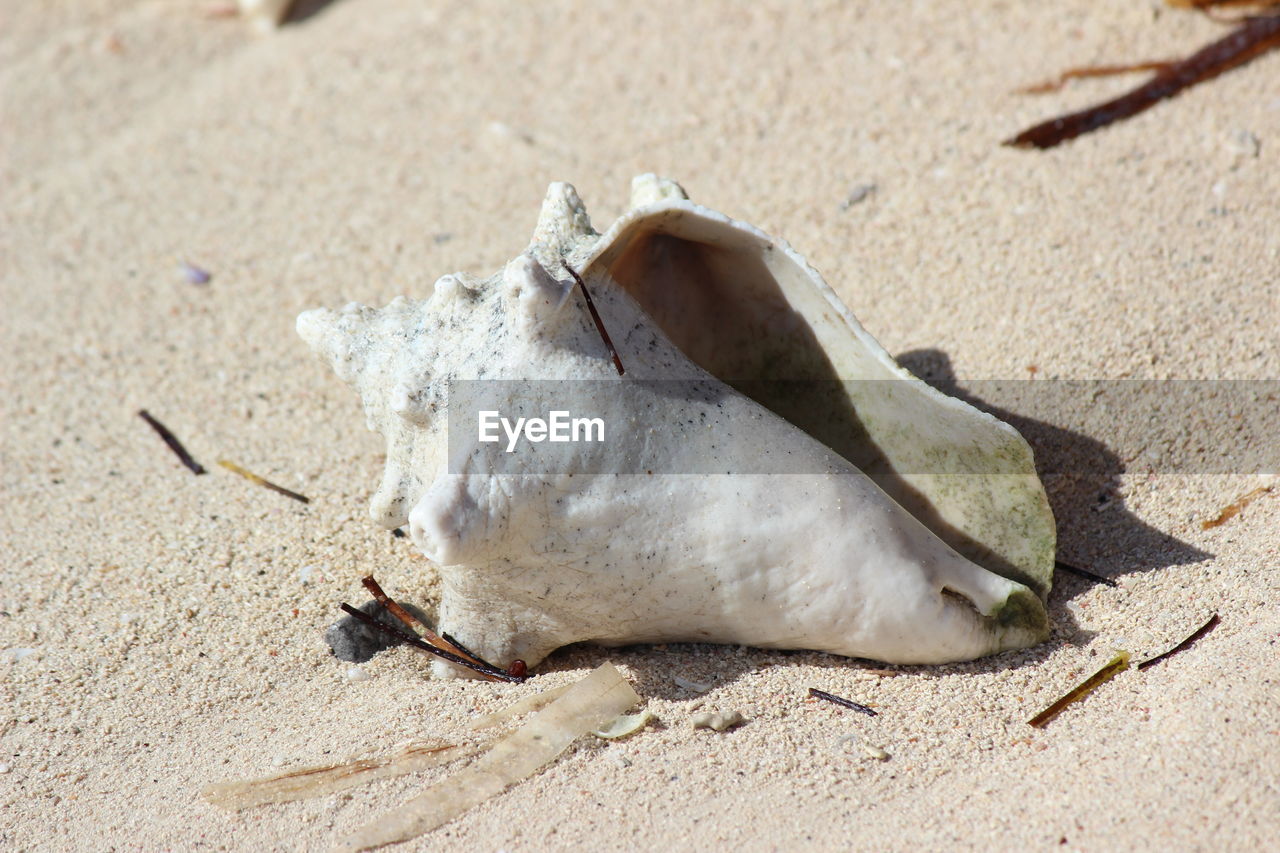 sand, land, beach, animal, nature, animal themes, animal wildlife, sunlight, no people, day, wildlife, one animal, close-up, outdoors, leaf