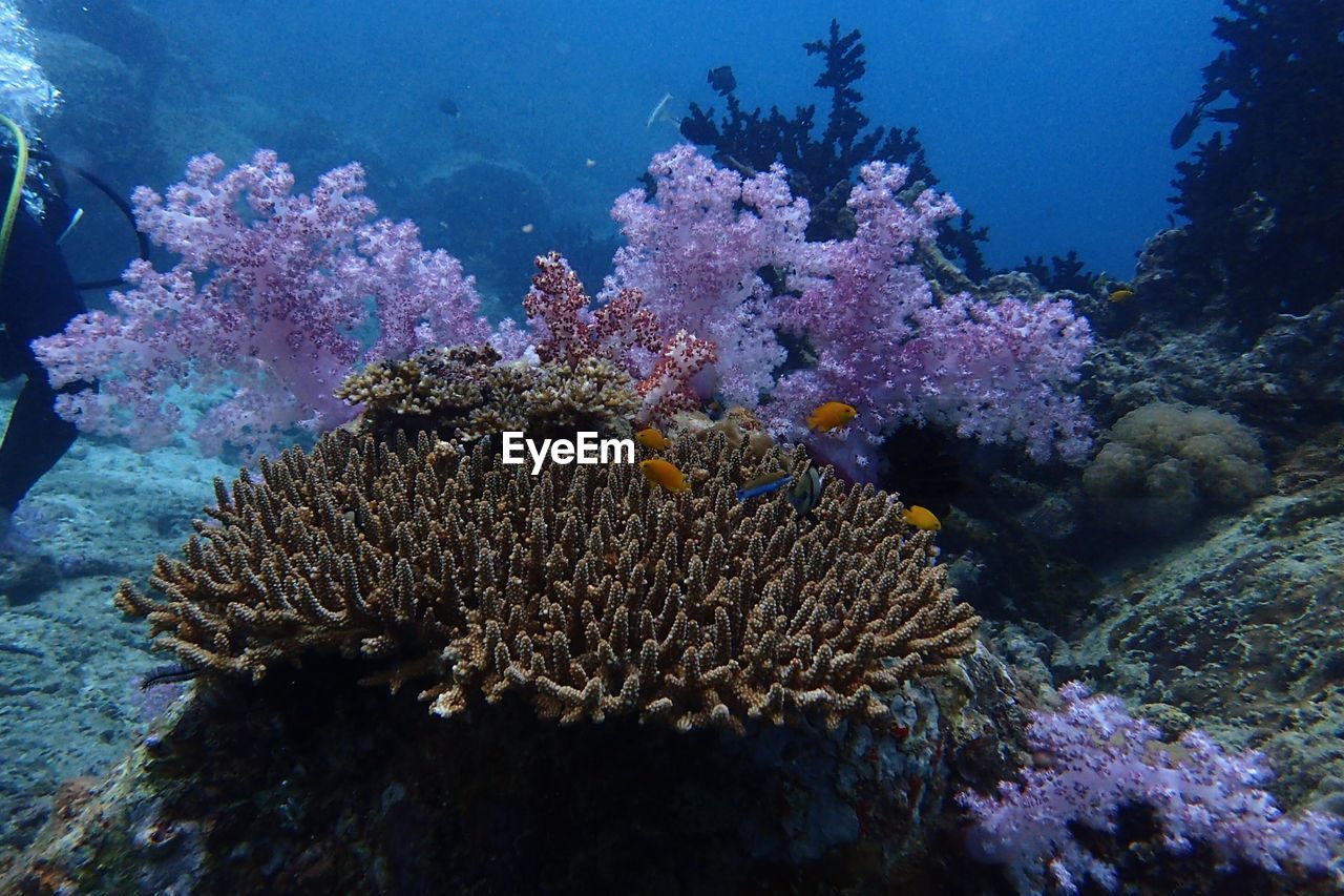 CLOSE-UP OF CORAL ON SEA