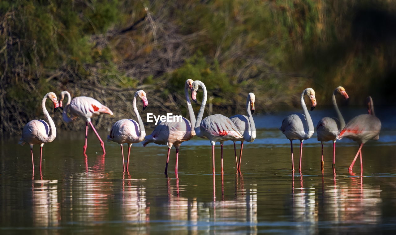 Flock of greater flamingo, phoenicopterus roseus, standing in the pond in camargue, france