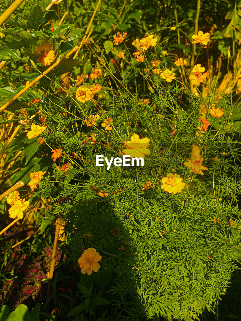 plant, growth, beauty in nature, green, nature, flower, yellow, no people, freshness, day, leaf, high angle view, flowering plant, plant part, land, wildflower, field, outdoors, tranquility, close-up, full frame, sunlight, fragility, meadow, backgrounds, grass