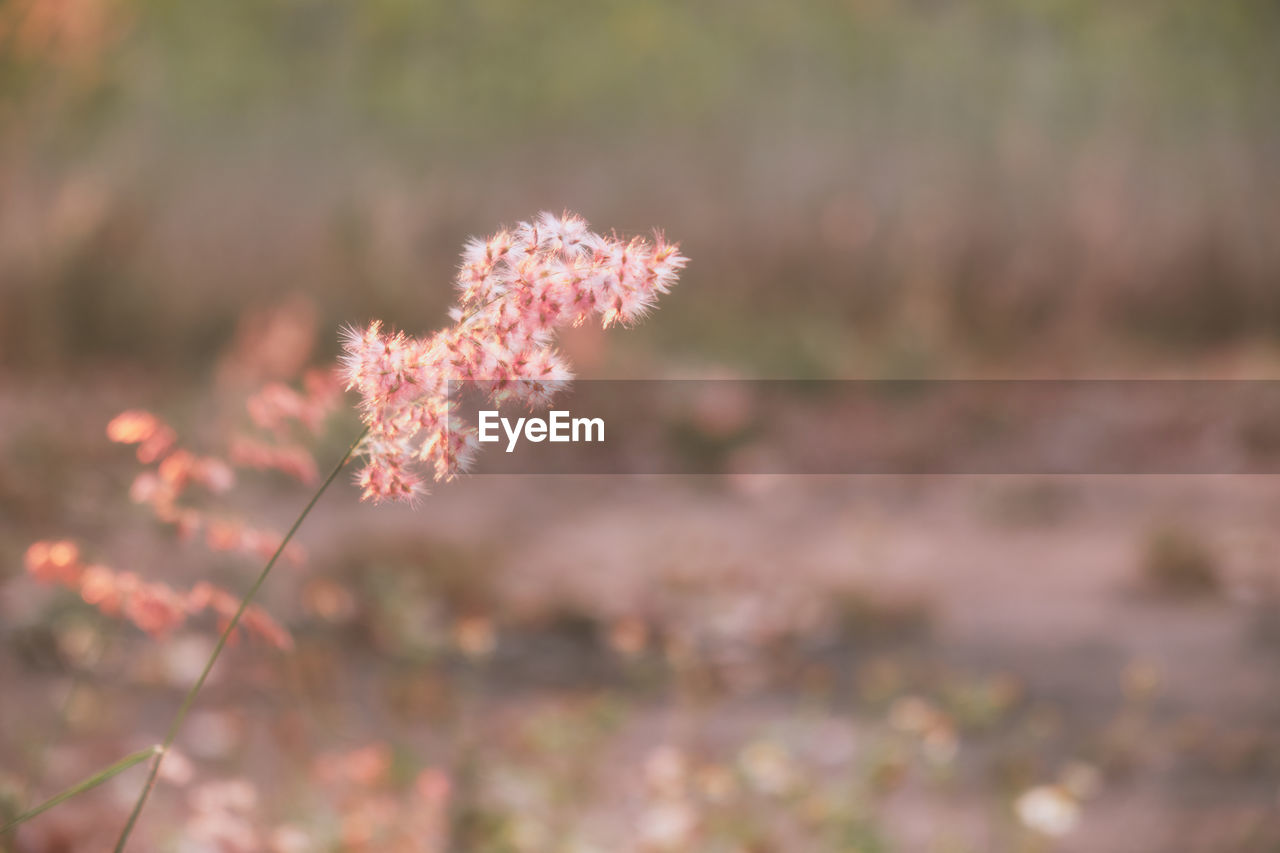 CLOSE-UP OF PINK FLOWERING PLANTS ON LAND