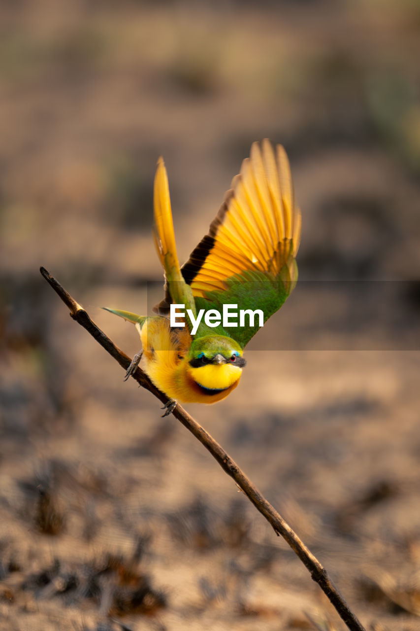 low angle view of bird flying against blurred background