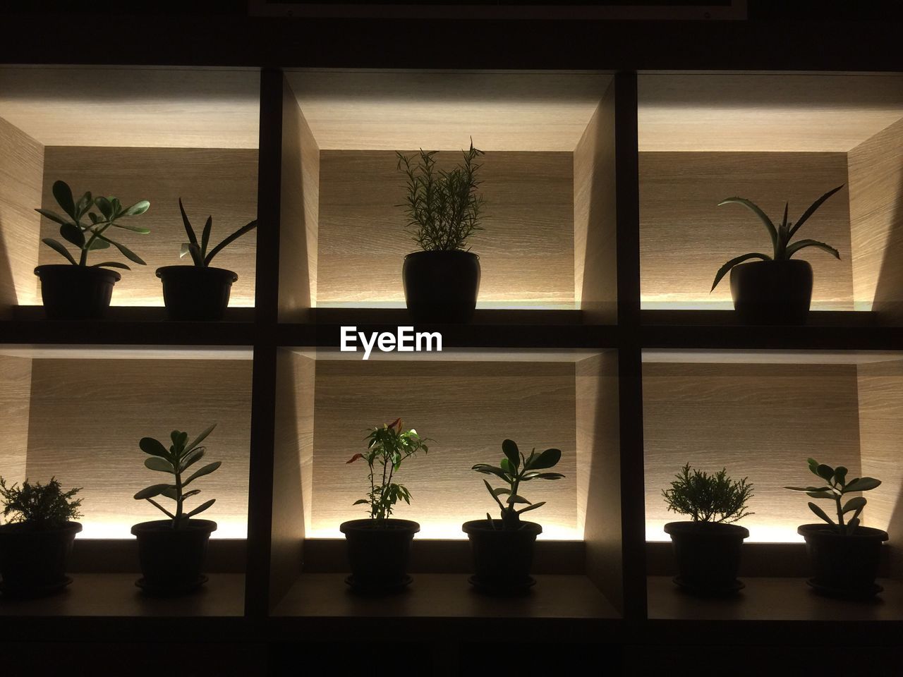 CLOSE-UP OF POTTED PLANTS