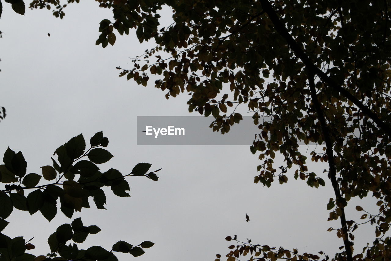 LOW ANGLE VIEW OF A TREE