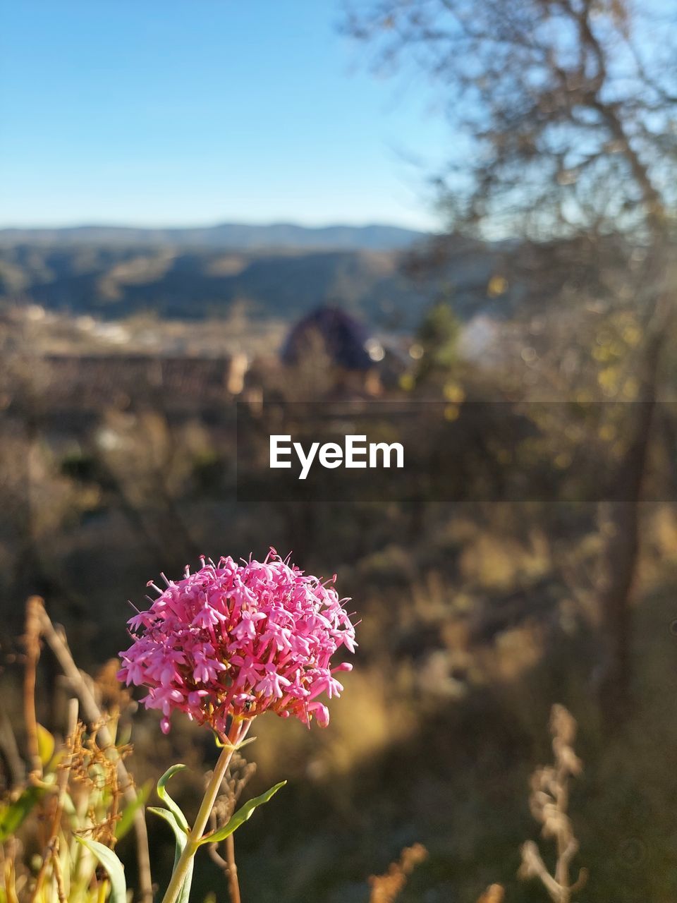 nature, plant, flower, flowering plant, leaf, beauty in nature, blossom, freshness, autumn, macro photography, pink, tree, branch, water, spring, sunlight, no people, close-up, springtime, outdoors, fragility, day, land, flower head, sky, environment, focus on foreground, growth, wildflower, inflorescence, sea, blue, landscape, summer, green, travel, food and drink, travel destinations, botany, selective focus, tranquility, plant part