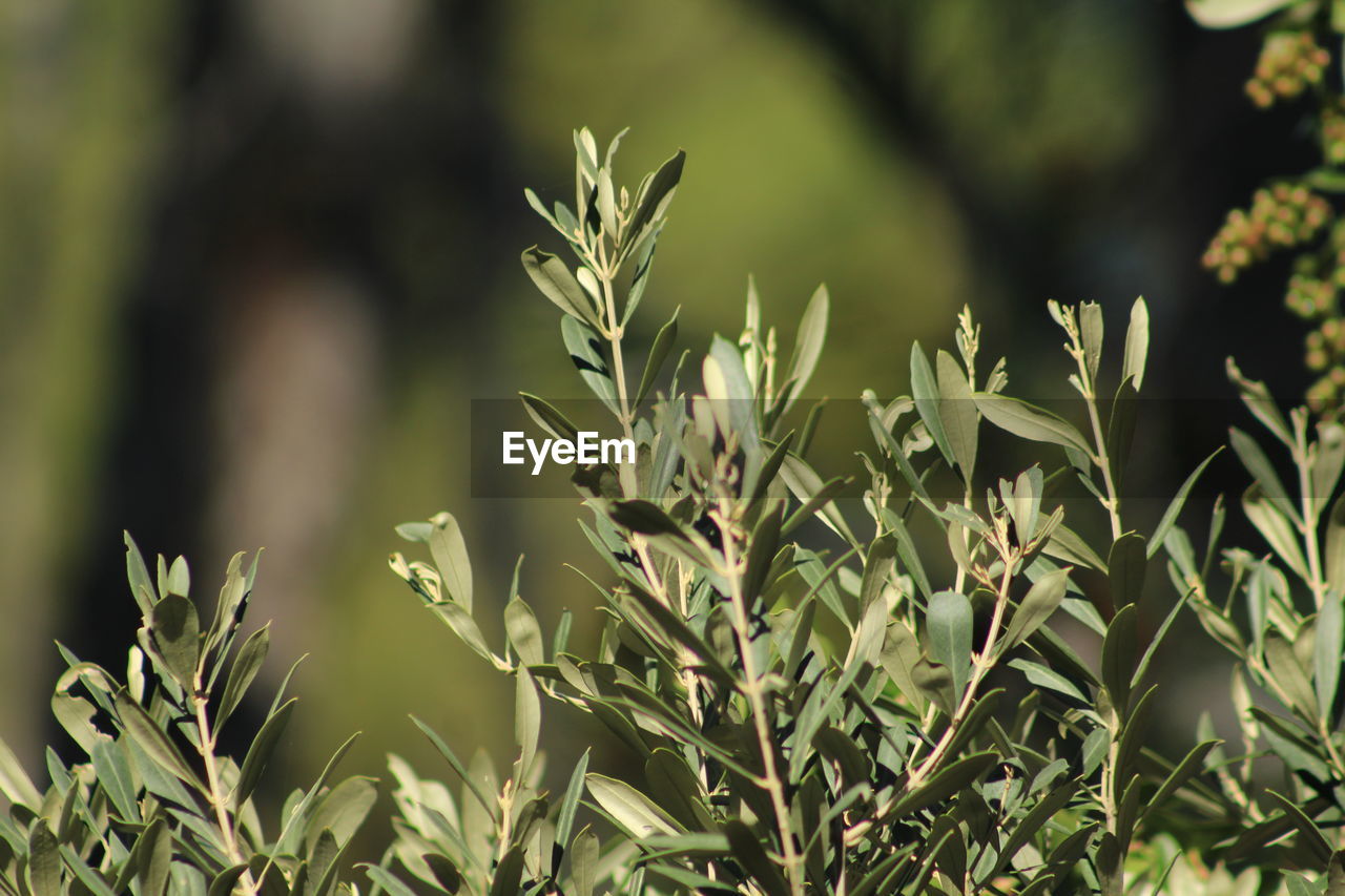 CLOSE-UP OF FRESH GREEN PLANT IN FIELD