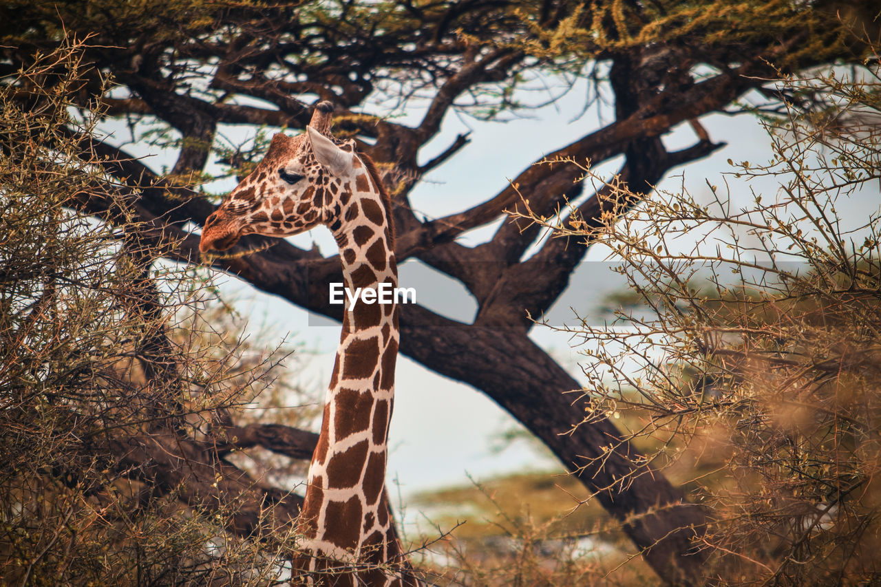 A giraffe's head standing out from the bush, samburu national reserve, northern kenya