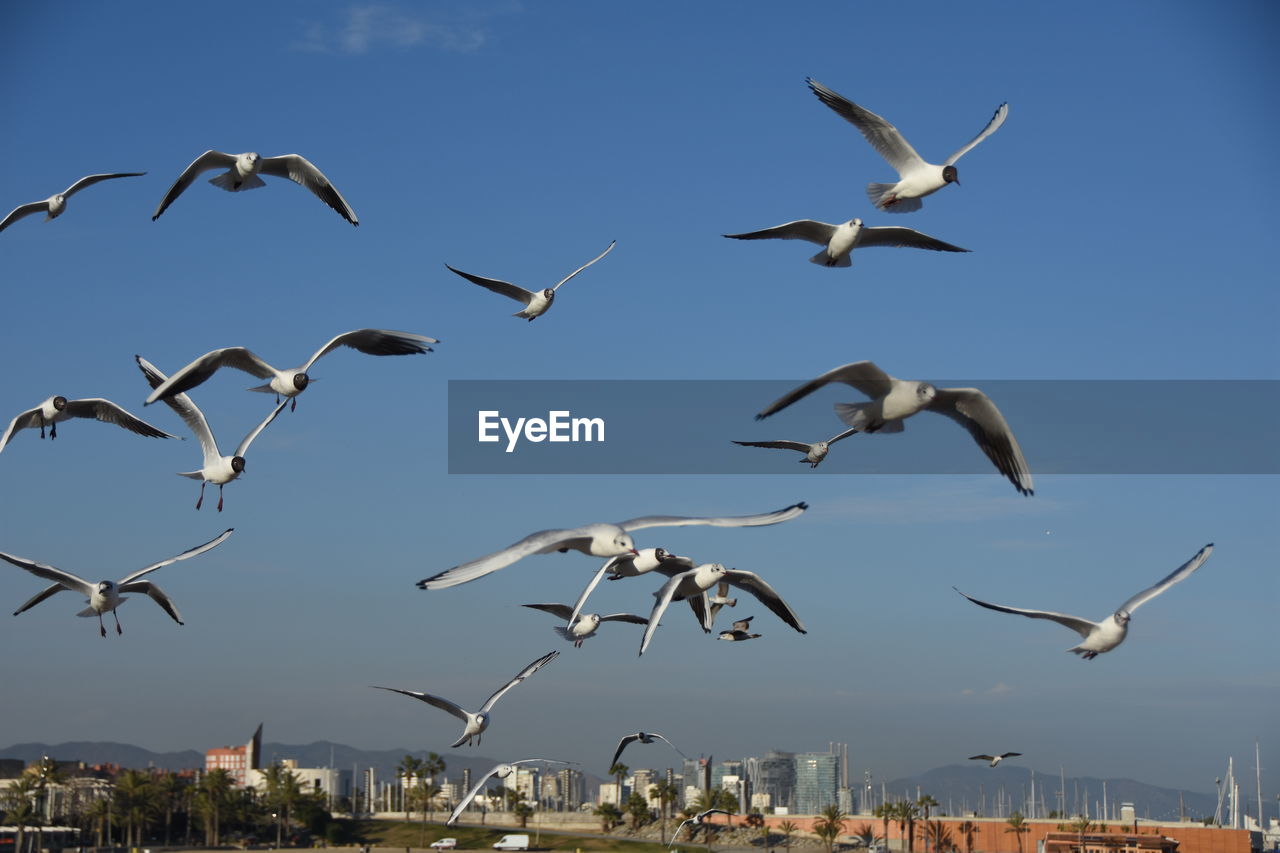 Low angle view of seagull flying against clear sky