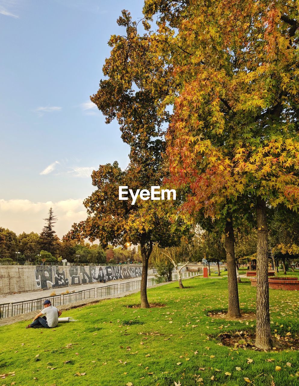 TREES GROWING IN PARK DURING AUTUMN