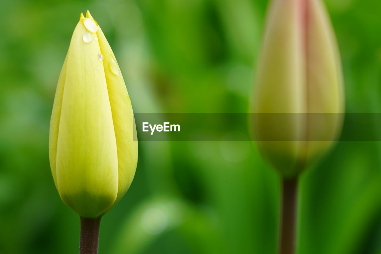 CLOSE-UP OF YELLOW ROSE BUD