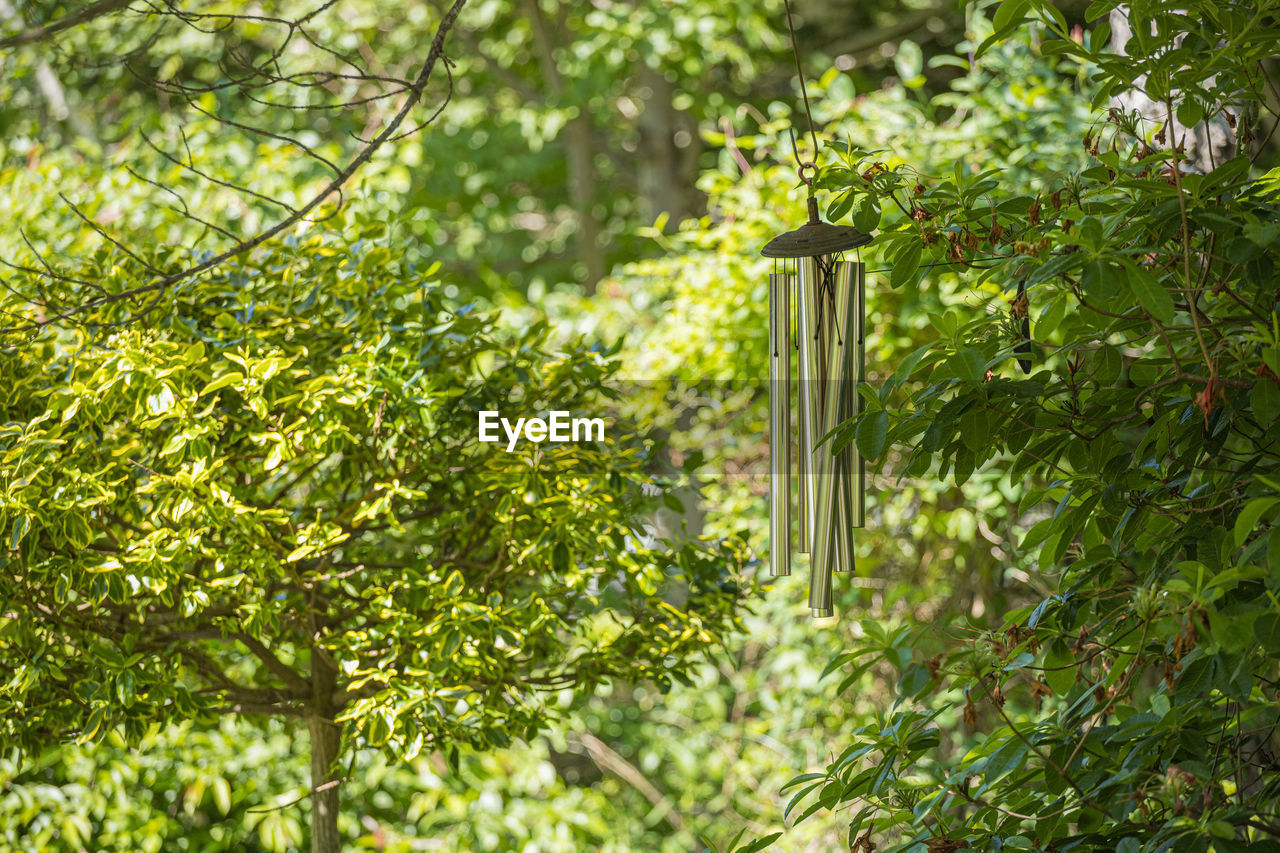 Close-up of plants growing on tree