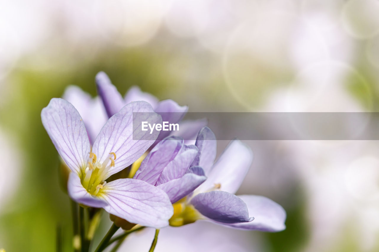 Close-up of flowers blooming outdoors