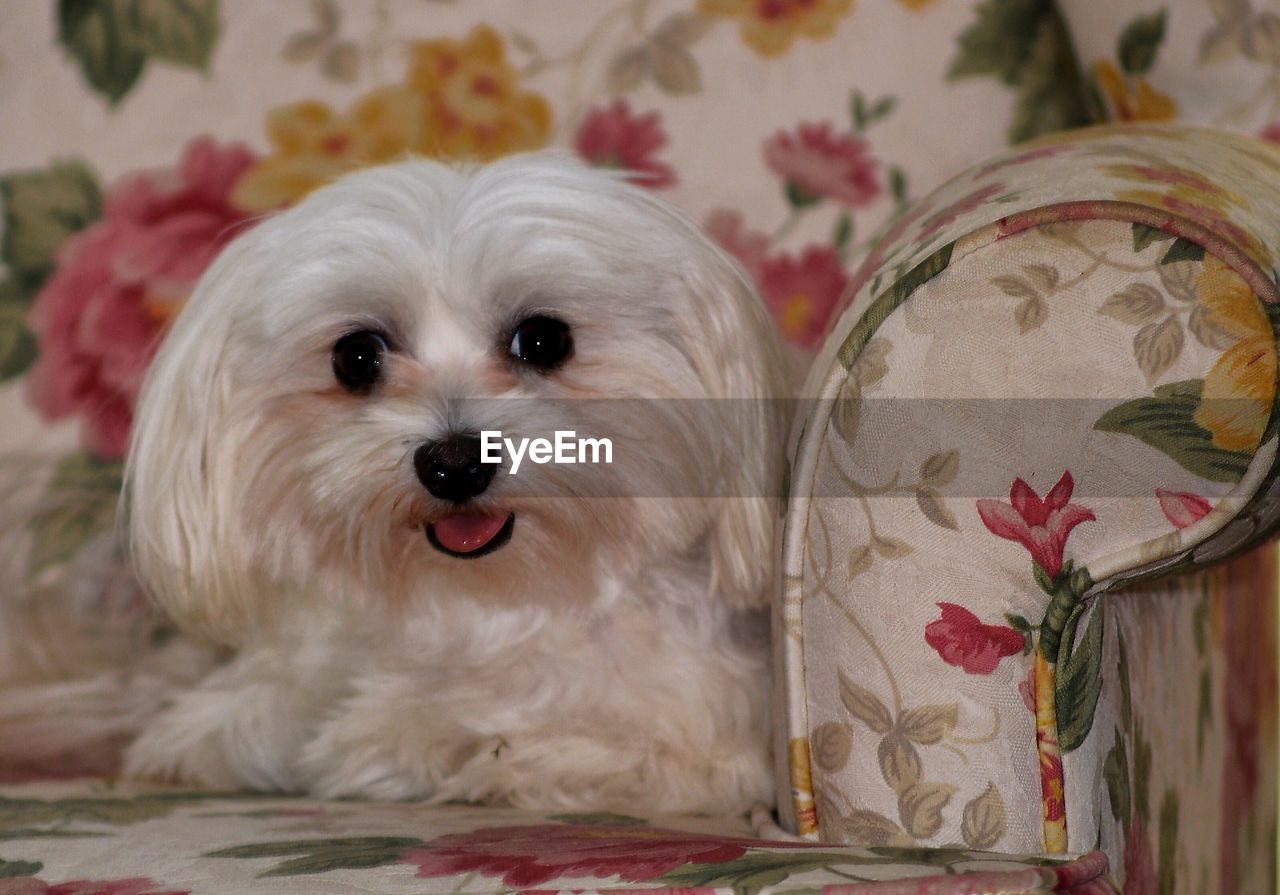 Portrait of maltese sitting on floral sofa at home